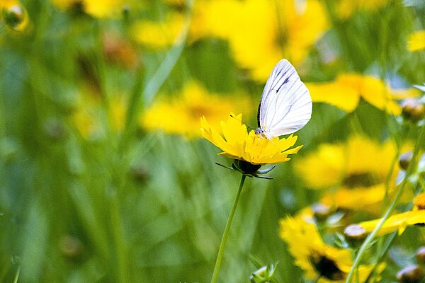 pixabay-iemlee-butterfly-5289398_1920